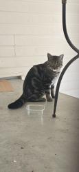 Found/Stray Unknown Cat last seen 32nd and Oakes, Everett, WA 98201