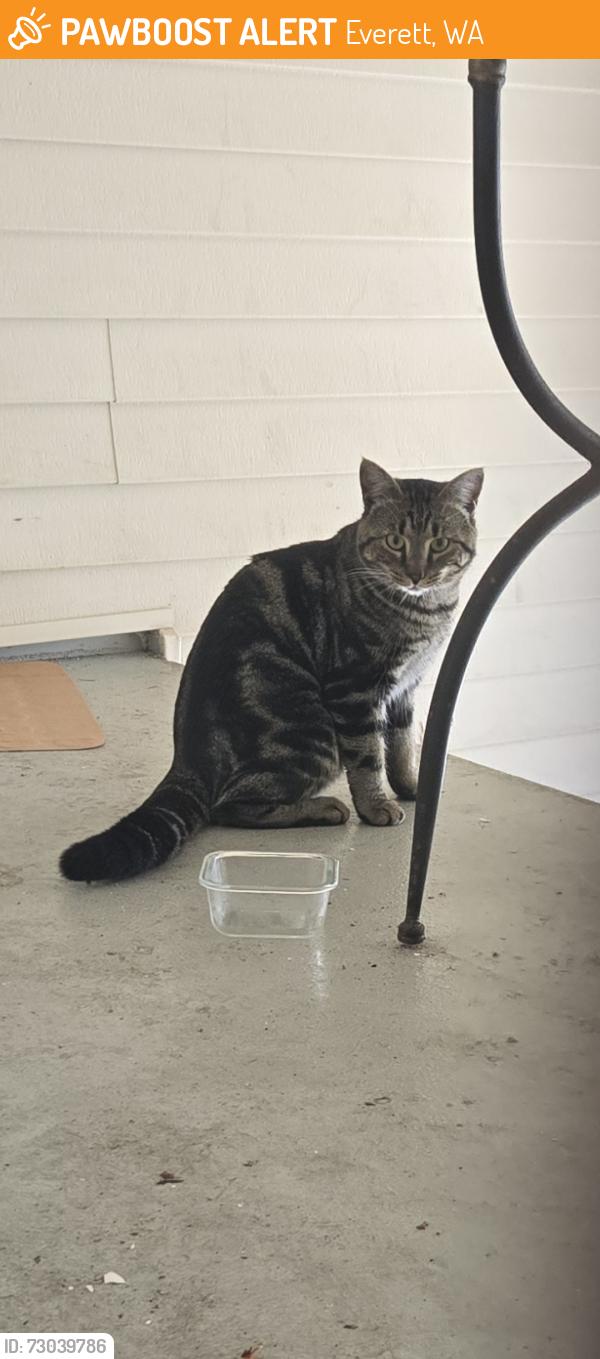 Found/Stray Unknown Cat last seen 32nd and Oakes, Everett, WA 98201