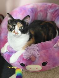 Reunited Female Cat last seen Beryl & Baseline, Rancho Cucamonga, CA 91701