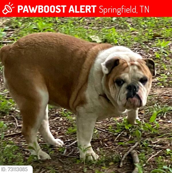 Lost Female Dog last seen Baggett road and Bethlehem road, Springfield, TN 37172