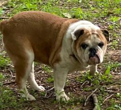 Lost Female Dog last seen Baggett road and Bethlehem road, Springfield, TN 37172