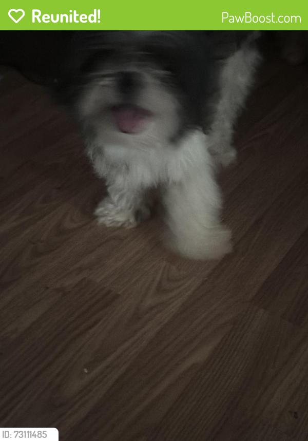 Reunited Male Dog last seen Fuqua & Monroe, Houston, TX 77075