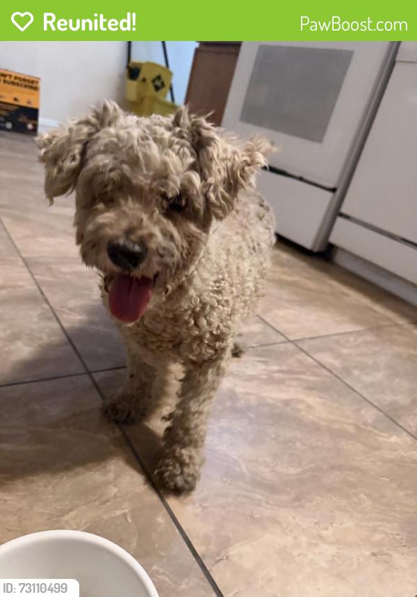 Reunited Female Dog last seen Near Bedford Rd, Las Vegas, NV 89107, USA, Las Vegas, NV 89107