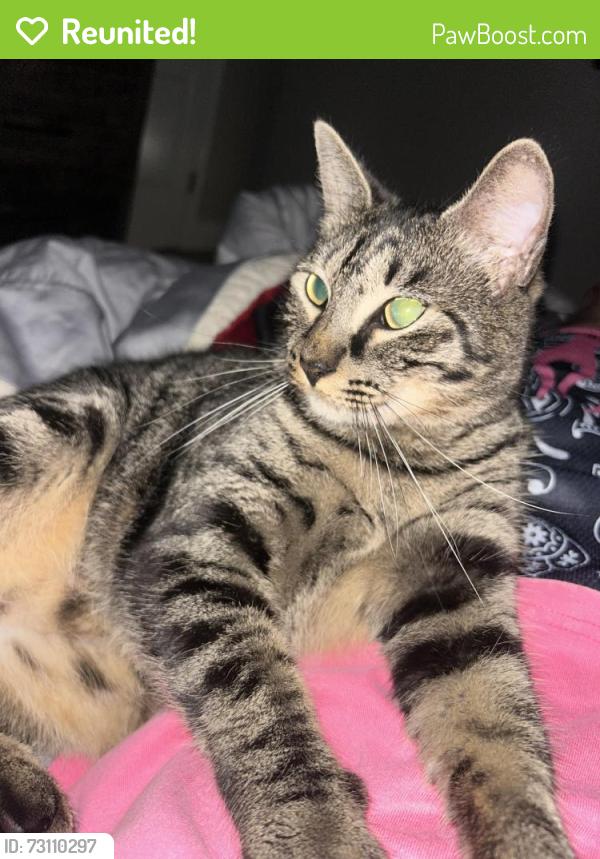 Reunited Male Cat last seen Near Mound Rd Cypress, TX 77433 United States, Cypress, TX 77433