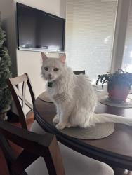 Lost Male Cat last seen Victoria falls, Rancho Mirage, CA 92270