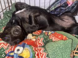 Reunited Female Dog last seen Hwy 16, Poteet, TX 78065