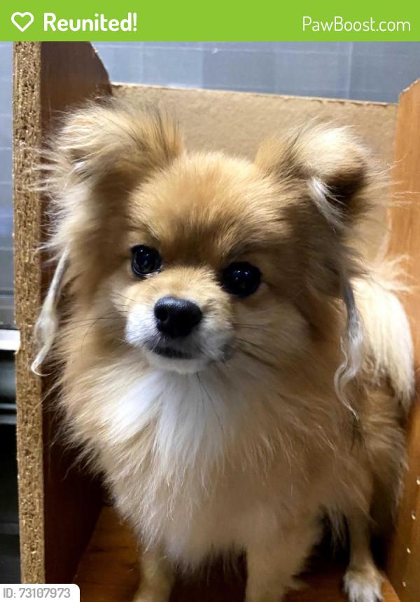 Reunited Male Dog last seen Near Stonewall lanec, Fort Worth, TX 76123