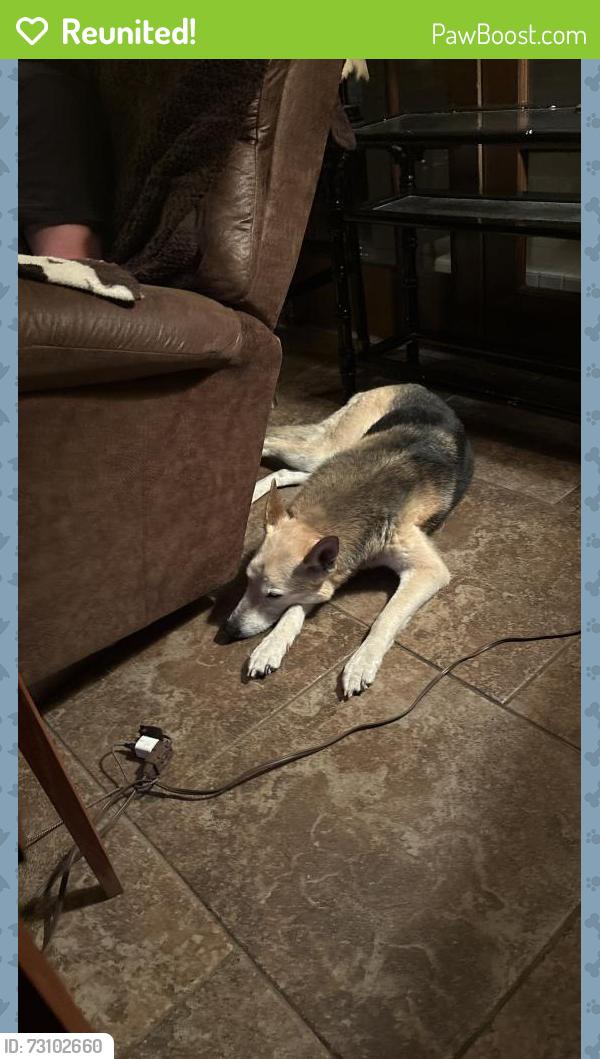 Reunited Female Dog last seen Parkerville and 35, DeSoto, TX 75115