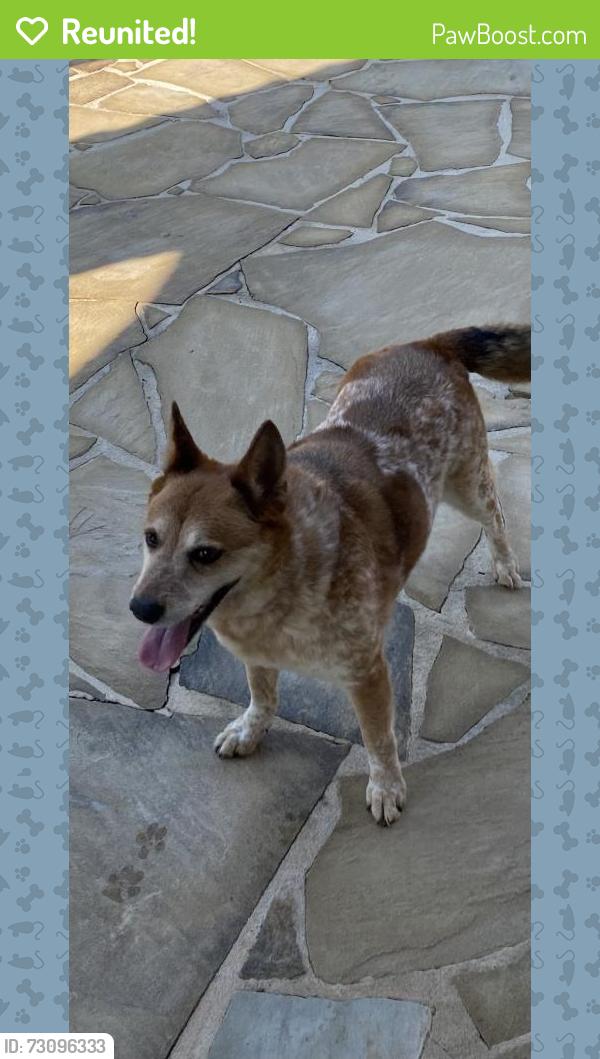 Reunited Female Dog last seen Brendlynn Drive, Suwanee, GA 30024
