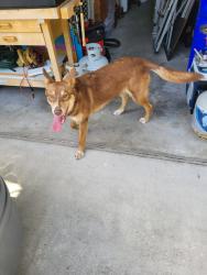 Found/Stray Female Dog last seen Compass Pointe gated community, Vero Beach, FL 32966
