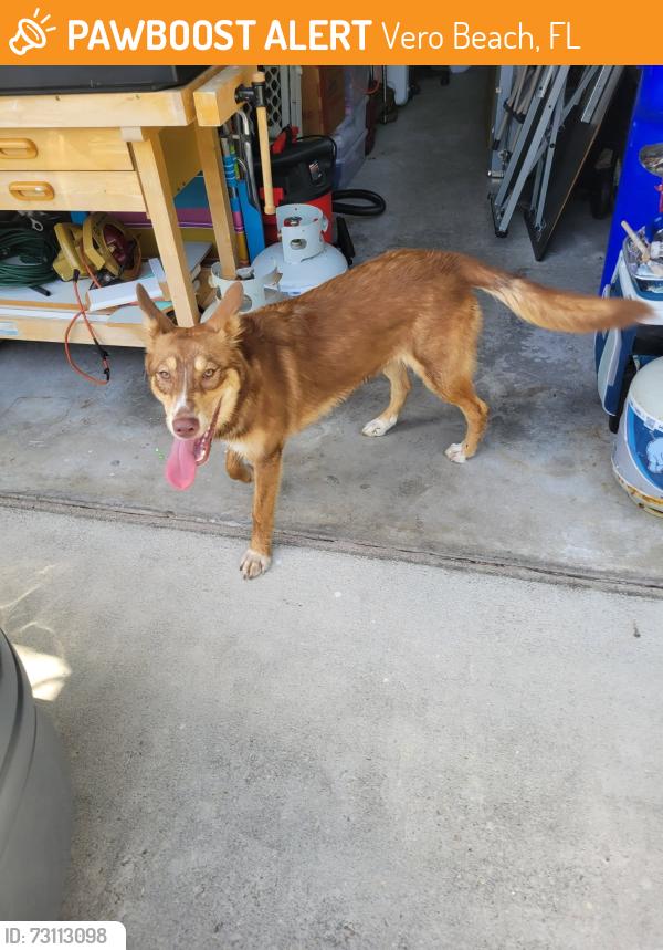 Found/Stray Female Dog last seen Compass Pointe gated community, Vero Beach, FL 32966