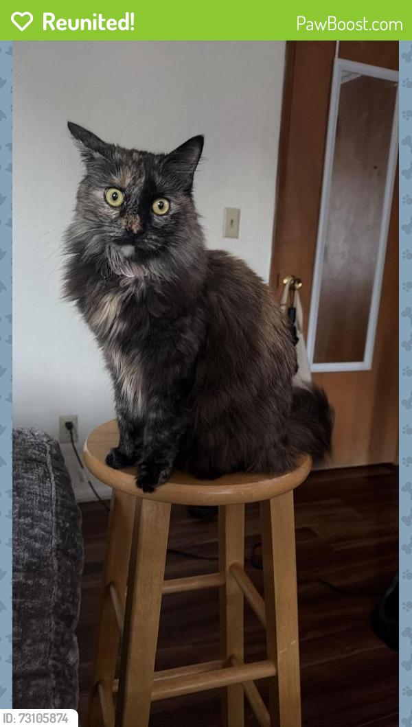 Reunited Female Cat last seen Near 37th ave s, Tukwila WA 98168, Tukwila, WA 98168