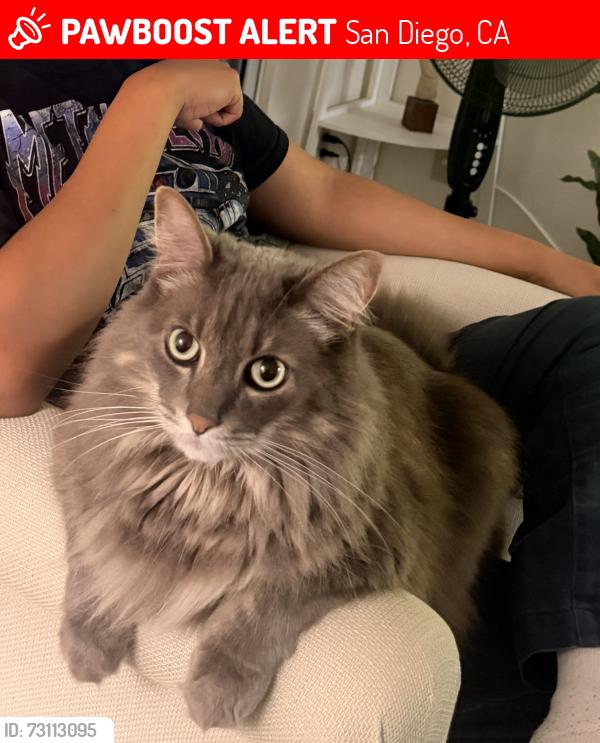 Lost Male Cat last seen Cowley Way, Clairemont, San Diego, San Diego, CA 92117
