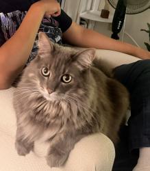 Lost Male Cat last seen Cowley Way, Clairemont, San Diego, San Diego, CA 92117