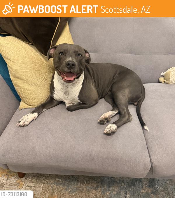 Found/Stray Female Dog last seen 62nd st and greenway, Scottsdale, AZ 85266