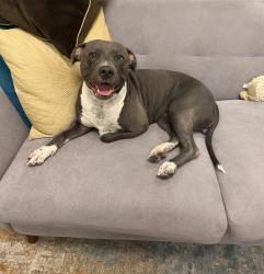 Found/Stray Female Dog last seen 62nd st and greenway, Scottsdale, AZ 85266