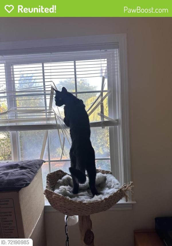 Reunited Male Cat last seen Edna Ct and S El Monte Ave Los Altos CA 94022, Los Altos, CA 94022