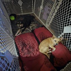 Found/Stray Male Dog last seen Whitney and dodd st, Las Vegas, NV 89122