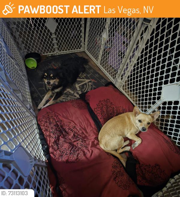 Found/Stray Male Dog last seen Whitney and dodd st, Las Vegas, NV 89122