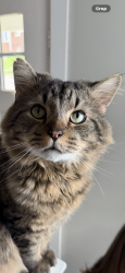 Lost Male Cat last seen Mansfield, Mansfield, OH 44903