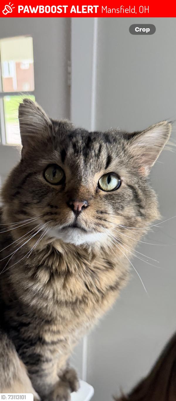 Lost Male Cat last seen Mansfield, Mansfield, OH 44903