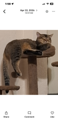 Lost Female Cat last seen Evergreen park, Myrtle Creek, OR 97457