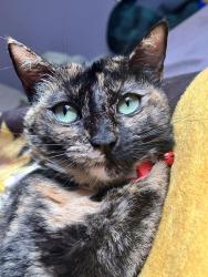 Lost Male Cat last seen Manolo Farmers Market on Highland Avenue, National City, CA 91950