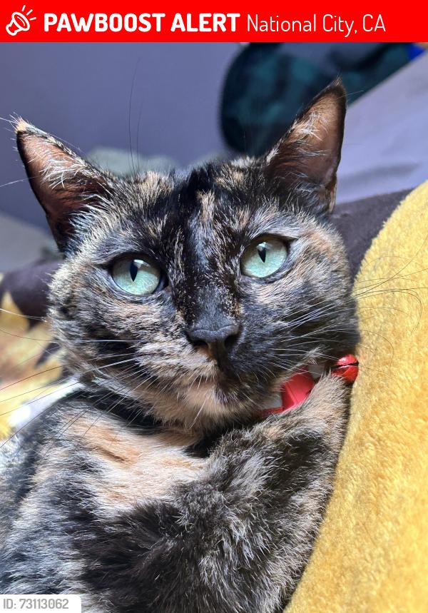 Lost Male Cat last seen Manolo Farmers Market on Highland Avenue, National City, CA 91950