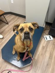 Found/Stray Female Dog last seen Birch greenway, Spring, TX 77373