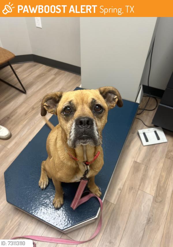 Found/Stray Female Dog last seen Birch greenway, Spring, TX 77373