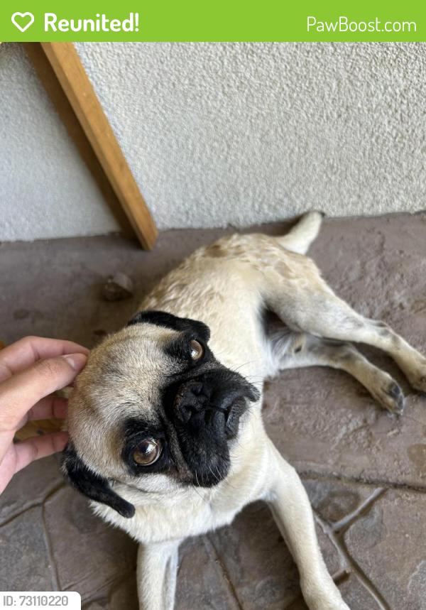 Reunited Male Dog last seen Lawson st near Clint middle school, Clint, TX 79836