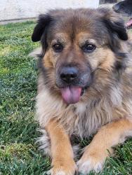 Reunited Female Dog last seen Flamingo, Las Vegas, NV 89103