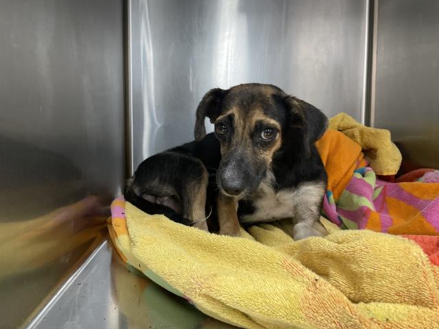 Shelter Stray Female Dog last seen Near BLOCK POLK ST, COACHELLA, CA, 72050 Pet Land Pl, Thousand Palms, CA 92276, USA