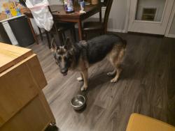 Found/Stray Female Dog last seen James Madison St, Manor, TX 78653