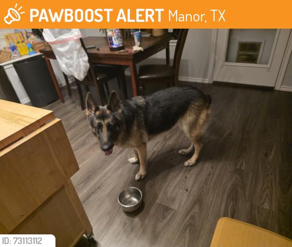 Found/Stray Female Dog last seen James Madison St, Manor, TX 78653
