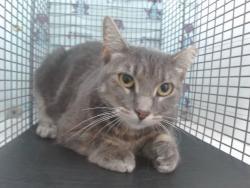 Shelter Stray Female Cat last seen , 2769 Conroy Rd, Orlando, FL 32839, USA