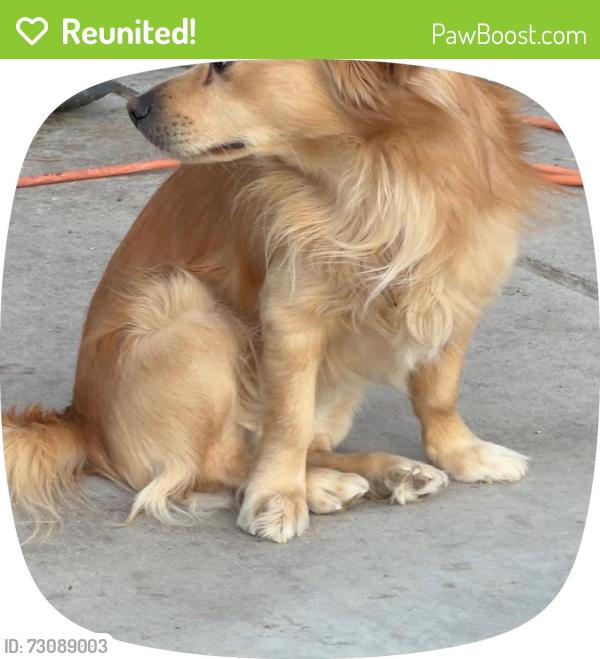 Reunited Male Dog last seen Near Willard St, Las Vegas, NV 89122, USA, Las Vegas, NV 89122