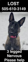 Lost Female Dog last seen Near home , Burr Hill, VA 22433
