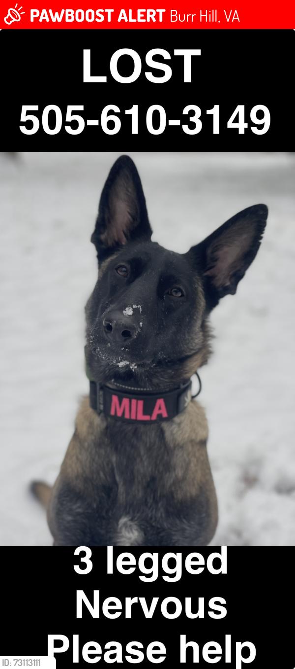 Lost Female Dog last seen Near home , Burr Hill, VA 22433
