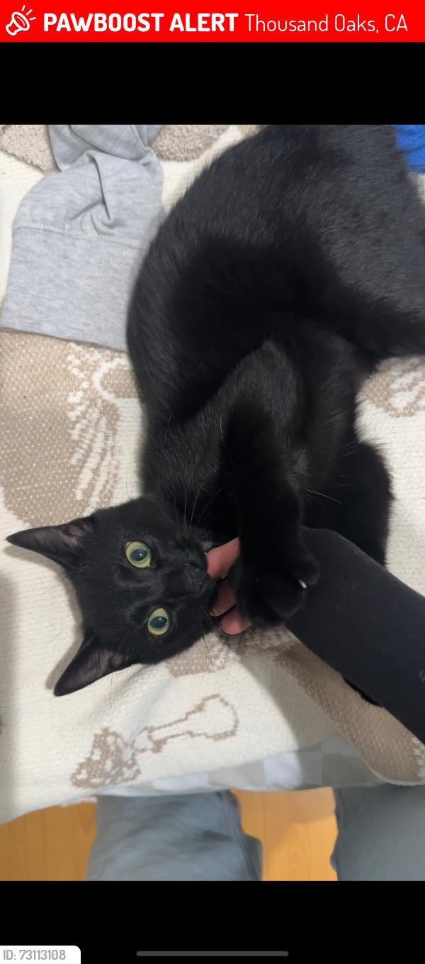Lost Male Cat last seen Dos Vientos Park, Thousand Oaks, CA 91320