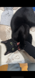 Lost Male Cat last seen Dos Vientos Park, Thousand Oaks, CA 91320