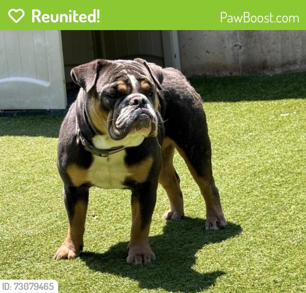 Reunited Female Dog last seen Near Piaget Ave, Clifton, NJ 07011, USA, Clifton, NJ 07011