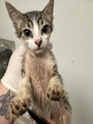 Shelter Stray Male Cat last seen Near BLOCK GRISSOM ST, BAKERSFIELD CA 93309, 3951 Fruitvale Ave, Bakersfield, CA 93308, USA
