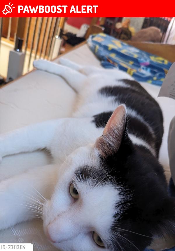 Lost Male Cat last seen ALDI supermarket st Austell, St Austell, England PL25 4HE
