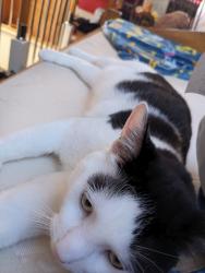 Lost Male Cat last seen ALDI supermarket st Austell, St Austell, England PL25 4HE