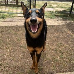 Shelter Stray Male Dog last seen GALACINO AND CHAROLAIS, 4710 TX-151, San Antonio, TX 78227, USA