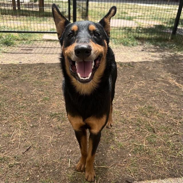 Shelter Stray Male Dog last seen GALACINO AND CHAROLAIS, 4710 TX-151, San Antonio, TX 78227, USA