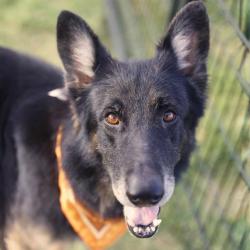 Shelter Stray Male Dog last seen Near BLOCK OF TAMMY DR, 4710 TX-151, San Antonio, TX 78227, USA