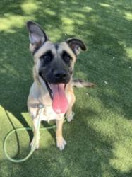 Shelter Stray Female Dog last seen , West Valley Animal Shelter, 20655 Plummer St, Chatsworth, CA 91311, USA