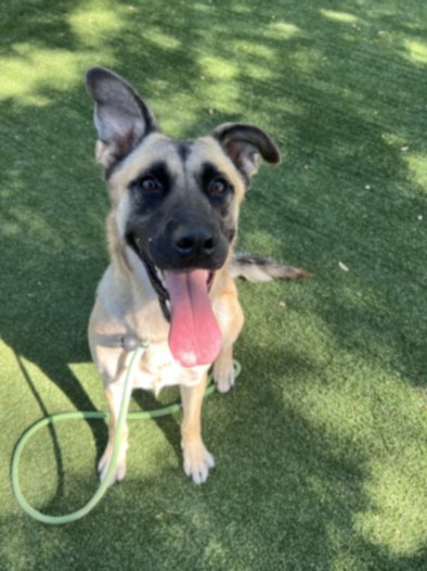 Shelter Stray Female Dog last seen , West Valley Animal Shelter, 20655 Plummer St, Chatsworth, CA 91311, USA
